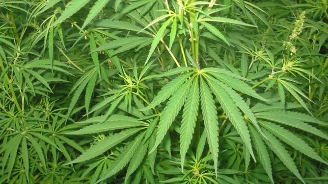 Medyczna marihuana będzie dostępna na Litwie od maja przyszłego roku.