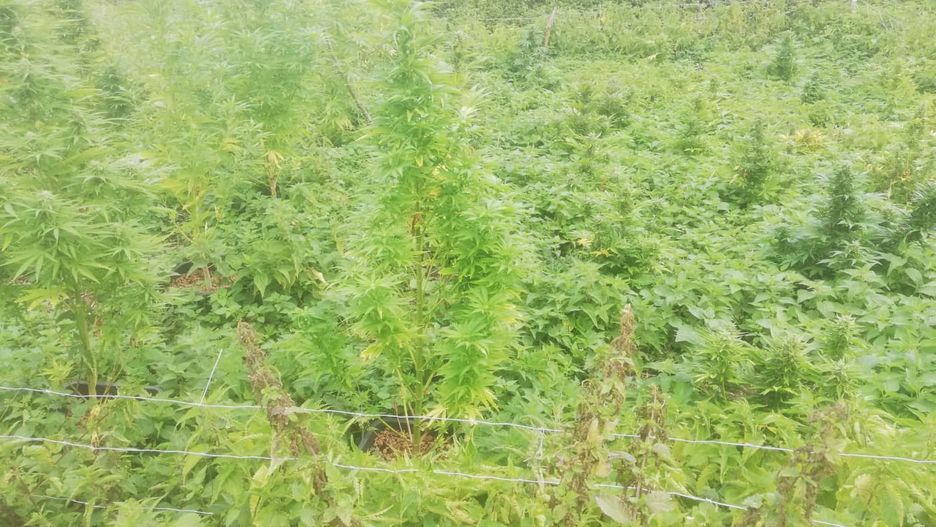 Konopie indyjskie - plantacja w lesie