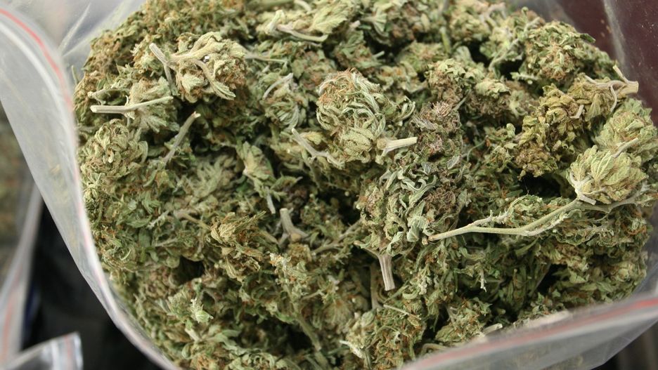 Namierzenie plantacji 67-latki zakończyło się sukcesem funkcjonariuszy z Choszczna.