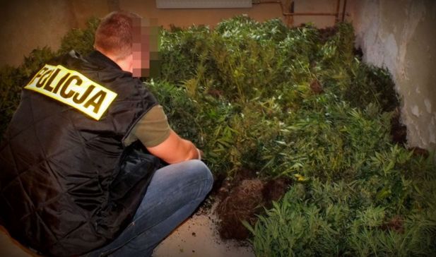 Największa plantacja marihuany na Opolszczyźnie