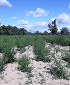Policja zlikwidowała plantację marihuany. Ponad 15 tys. krzaków