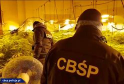 Gigantyczna plantacja na Pomorzu. Nawet 800 kg marihuany
