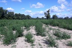 Policja zlikwidowała plantację marihuany. Ponad 15 tys. krzaków