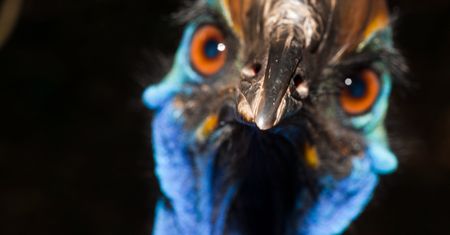 Floryda. Kazuar zabił mężczyznę. Atak wielkiego ptaka