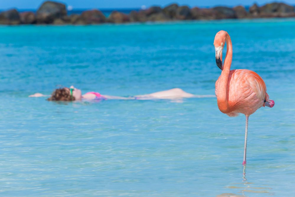 Nietypowe plaże. Tutaj spotkasz świnie, flamingi czy żółwie