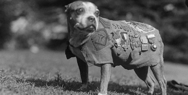 Sierżant Stubby - bohaterski pies żołnierz!