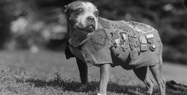 Sierżant Stubby - bohaterski pies żołnierz!