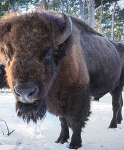 Puszcza Białowieska – cały świat będzie mógł zobaczyć ją przez internet