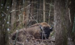 Żubr zastrzelony dla mięsa. Kłusownikiem pracownik nadleśnictwa Łobez