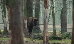 Sprawa żubra z odciętą głową w Dąbrównie. Policja zatrzymała podejrzanych