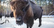 Puszcza Białowieska – cały świat będzie mógł zobaczyć ją przez internet