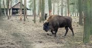 Martwy żubr w Puszczy Białowieskiej. "Pękło mu serce"