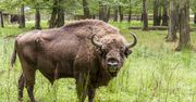 Puszcza Białowieska - bezprawnie wpisana na listę UNESCO?