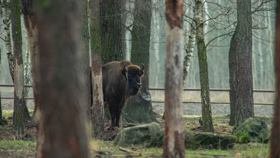 Dąbrówno. Policja zatrzymała dwie osoby ws. żubra z odciętą głową