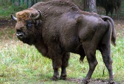 Żubry z Kampinoskiego Parku Narodowego chore na gruźlicę. Stado ze Smardzewic może zostać odstrzelone