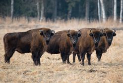 Nietypowe zachowanie żubrów w Bieszczadach. Wszystko przez pogodę