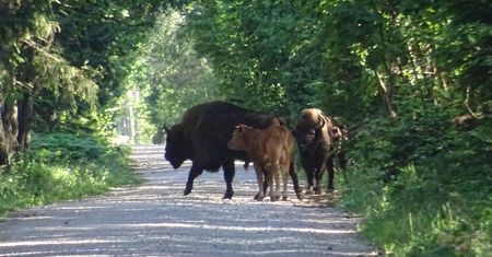 Żubr, który był krową, która okazała się bykiem. Zwierzę zintegrowało stado