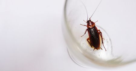 Zapłacili prawie 60 tys. zł za czterogwiazdkowy hotel. Znaleźli w nim karaluchy i nie tylko