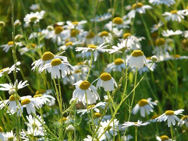 Naturalne metody na ból brzucha