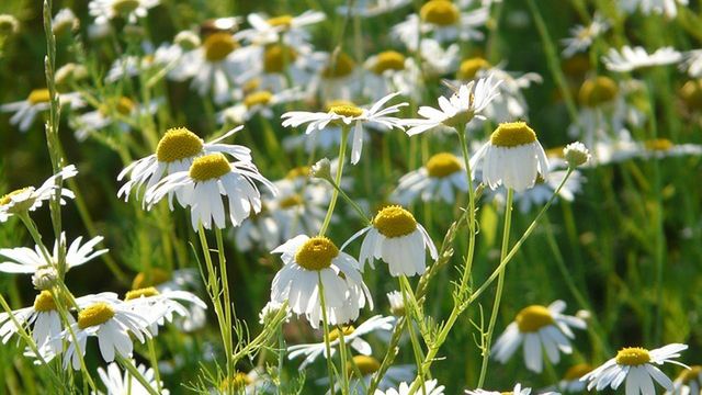 Herbata rumiankowa wykazuje działanie uspokajające, łagodzące, przeciwzapalne.