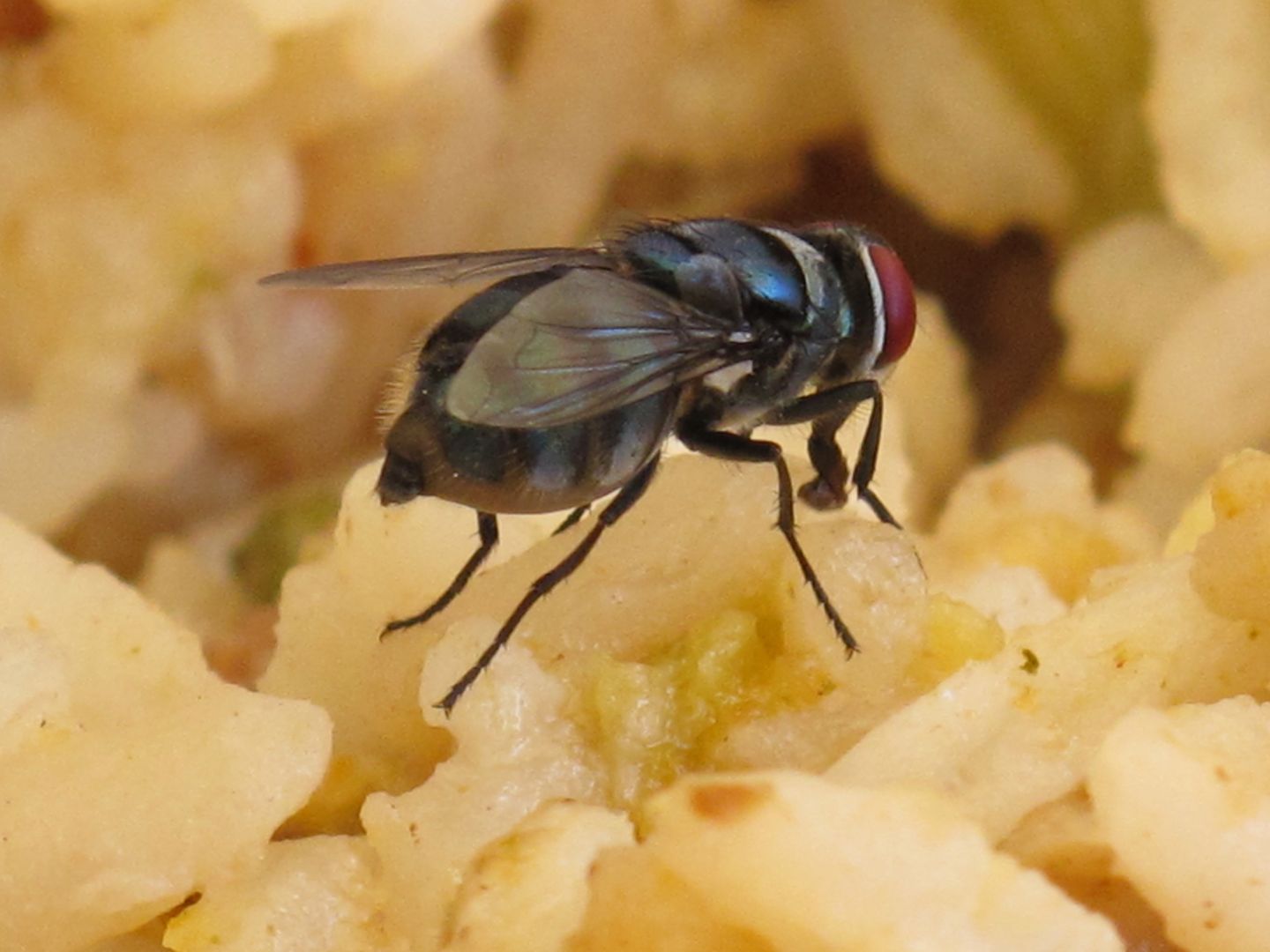Co się dzieje, gdy mucha usiądzie ci na jedzeniu? Lepiej to przeczytaj
