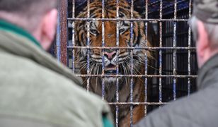 Tygrysy z przejścia granicznego. Rosjaninowi grożą trzy lata