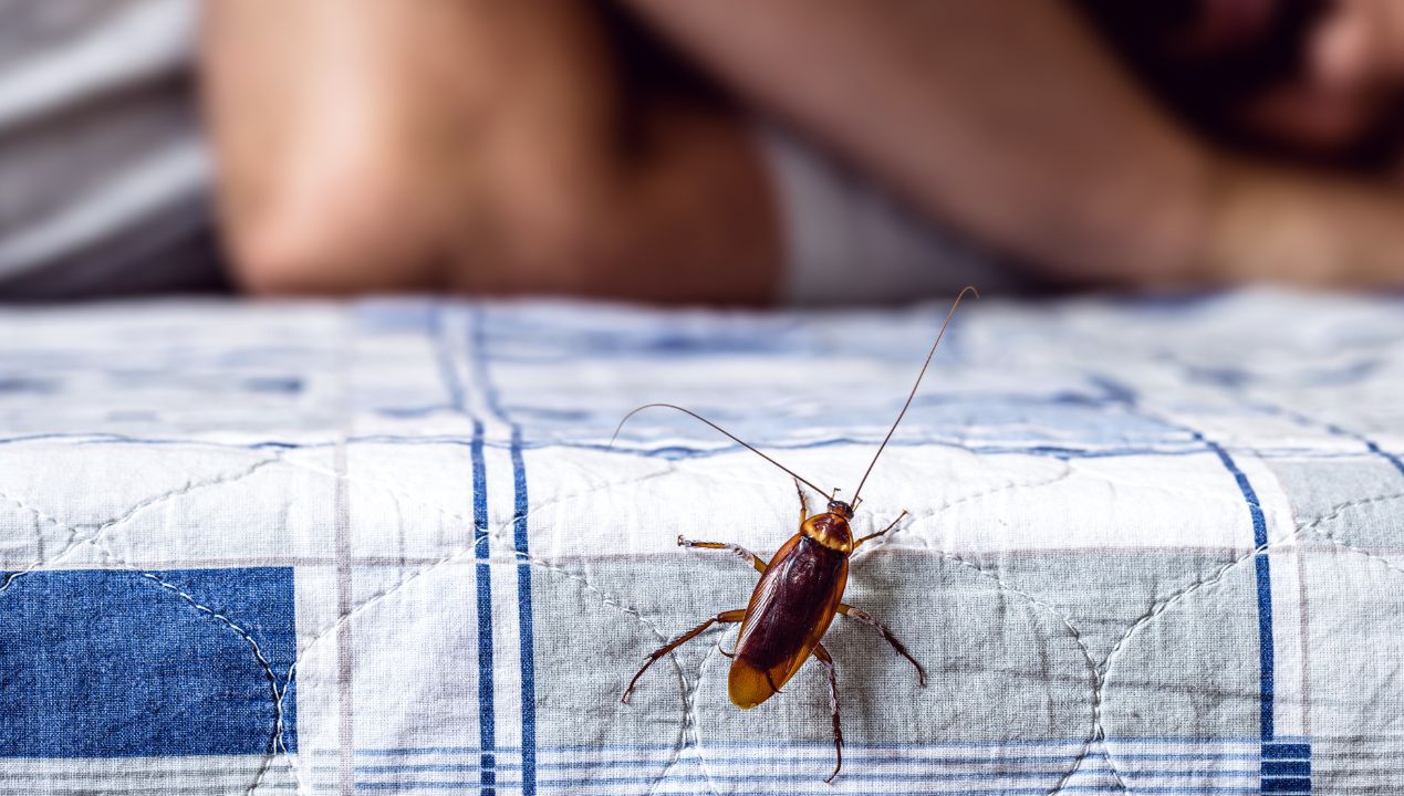 Te owady wychodzą z odpływów i szczelin. Jak się pozbyć karaluchów?