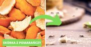 Domowe, naturalne i tanie metody na pozbycie się mrówek z kuchni. Uciekną w mgnieniu oka