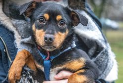 Akcja #AdoptujWarszawiaka w Parku Skaryszewskim. Poznaj psy ze Schroniska na Paluchu