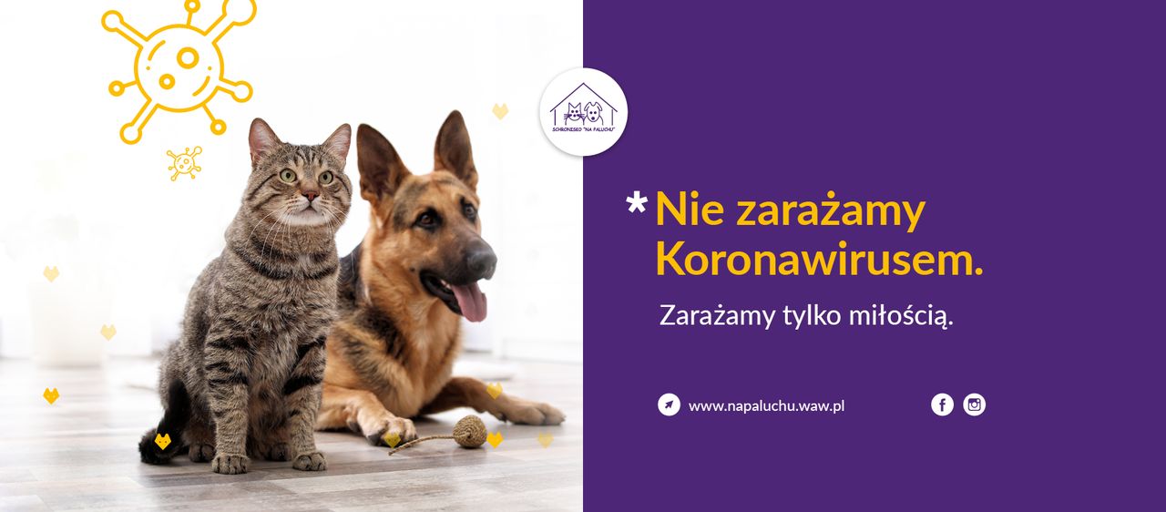 Koronawirus. Schronisko na Paluchu. Adopcje w zmienionym trybie.