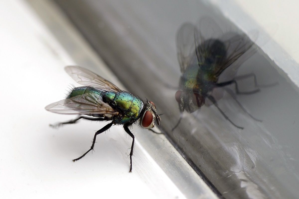 Domowa pułapka na muchy to prosty i sprawdzony patent. Fot. Getty Images