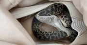 Przywiozła węża z Australii. Ukrył się w butach