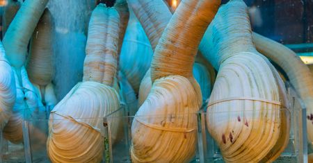 Geoduck - najdziwniejszy małż świata