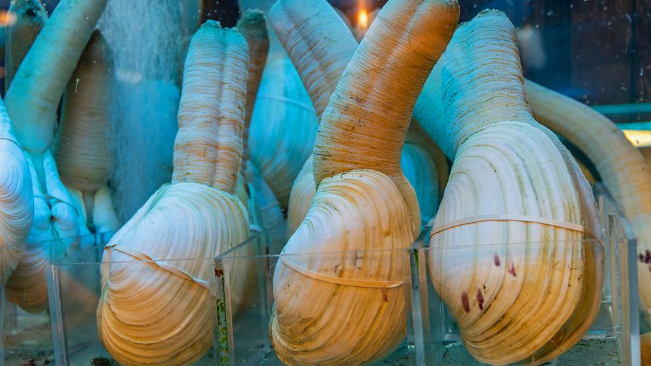 Geoduck - najdziwniejszy małż świata