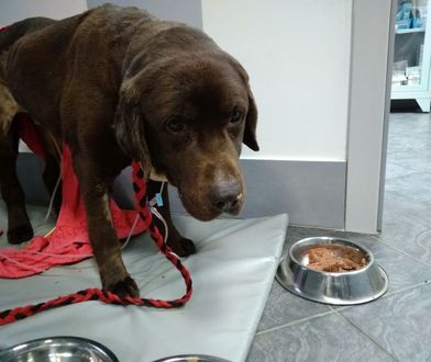 Labrador Lucky znaleziony w lesie pod Zgorzelcem. "Nie miał siły wstać, po prostu leżał"