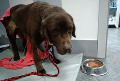 Labrador Lucky znaleziony w lesie pod Zgorzelcem. "Nie miał siły wstać, po prostu leżał"