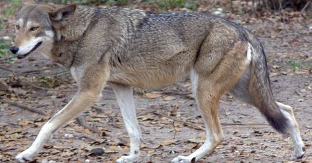 Fascynujące odkrycie. Wymarły gatunek jednak przetrwał