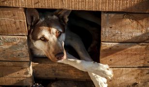 Opole. Dramatyczny apel TOZ. Nie mogą ratować kolejnych zwierząt