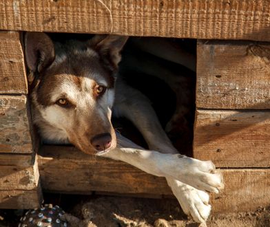 Pies rolnika cię pogryzł? Sąd Najwyższy wydał ważne stanowisko ws. odszkodowań