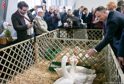 Andrzej Duda pozuje ze słodką alpaką. Je mu z ręki