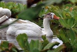 Wodna Sałata atakuje w Hondurasie