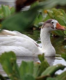 Wodna Sałata atakuje w Hondurasie