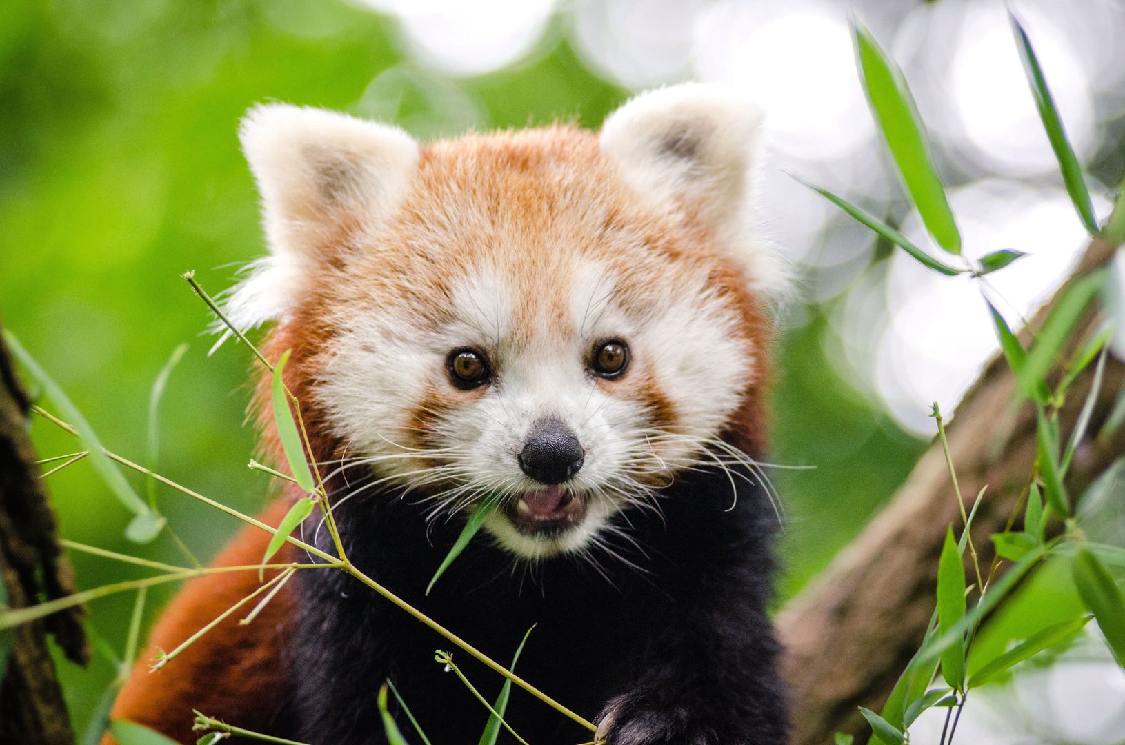 Alert w Belfaście. Panda ruda uciekła z zoo