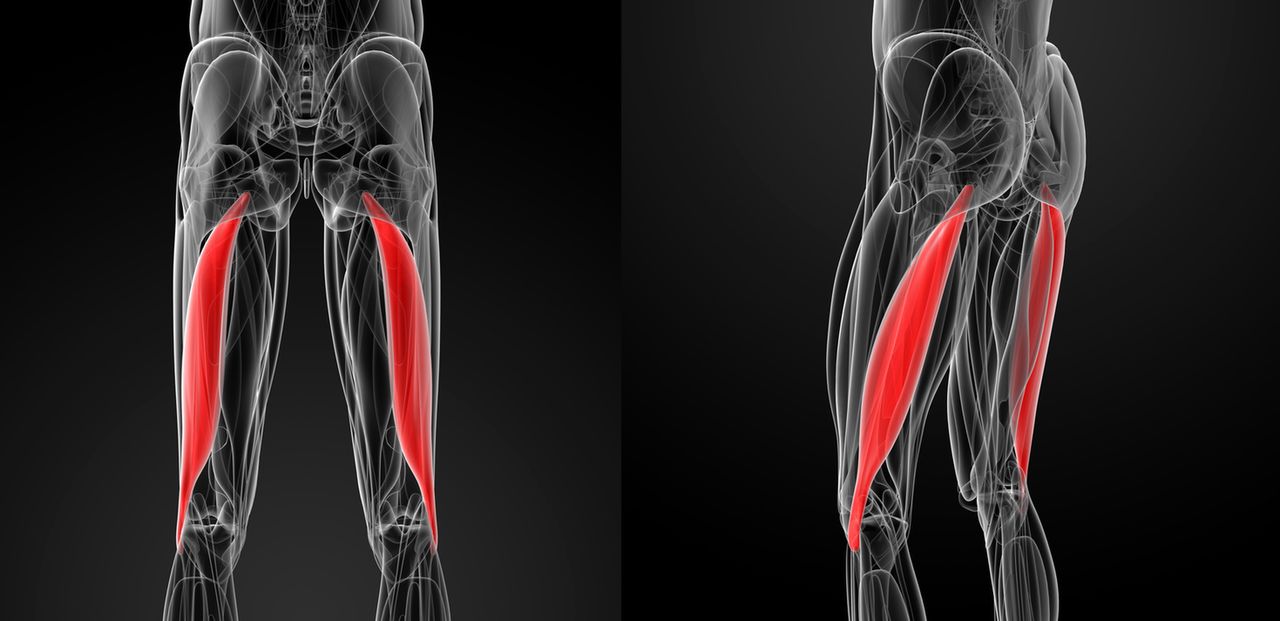 Mięsień dwugłowy uda - anatomia. Ćwiczenia na mięsień dwugłowy uda