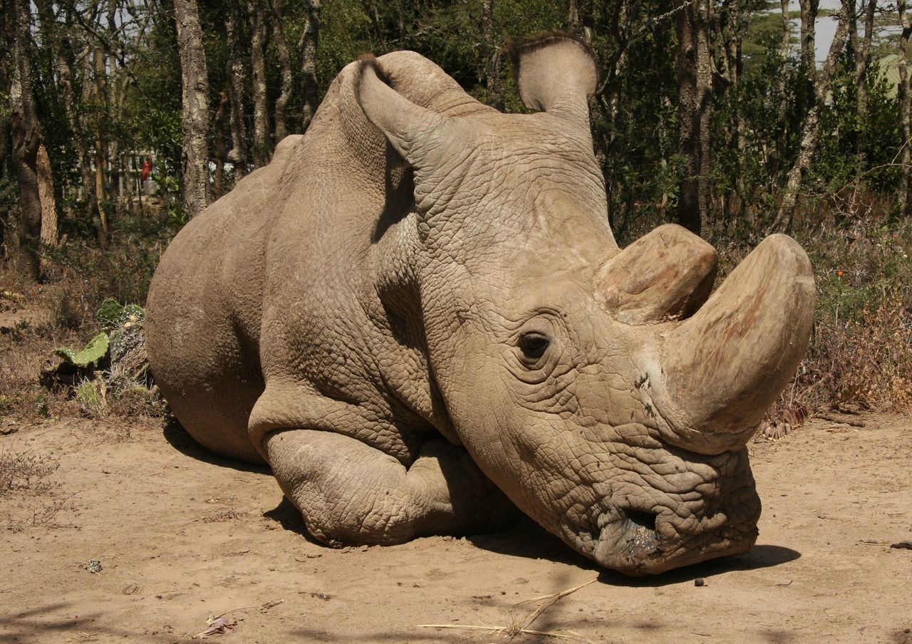 Nie żyje ostatni biały nosorożec północny, ale jest szansa na przetrwanie gatunku. "Był delikatnym olbrzymem"