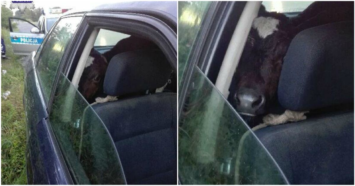 Zaskakująca kontrola policji. 50-latek wiózł w audi... cielaka