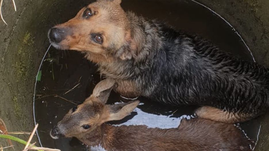 Przestraszone i wyziębione zwierzęta wpadły do 1,5-metrowej studni