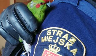 Warszawa. Nietypowy gość na Mokotowie. Właścicielka mieszkania zaalarmowała straż miejską