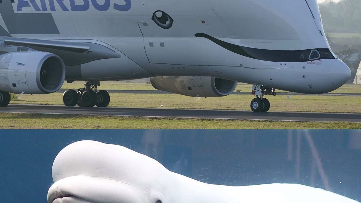 Samolot Airbus BelugaXL przeznaczony jest do transportu nadwymiarowych ładunków