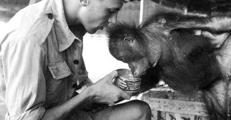 Strach, nieufność, przyjaźń - jak spotkałem orangutana Charliego